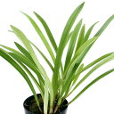 (観葉植物)洋ラン モンキーオーキッド ドラクラ シミア 2.5~3号(1ポット)