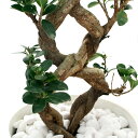 (観葉植物)大型 インテリア ガジュマル 8の字 8号(1鉢)