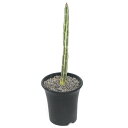 (多肉植物)セネシオ スタペリフォルミス 2.5号(1鉢)