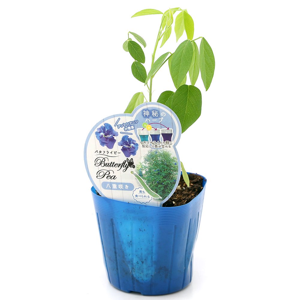 （観葉植物）神秘のハーブ　バタフライピー　八重咲　3〜3．5号（1ポット）