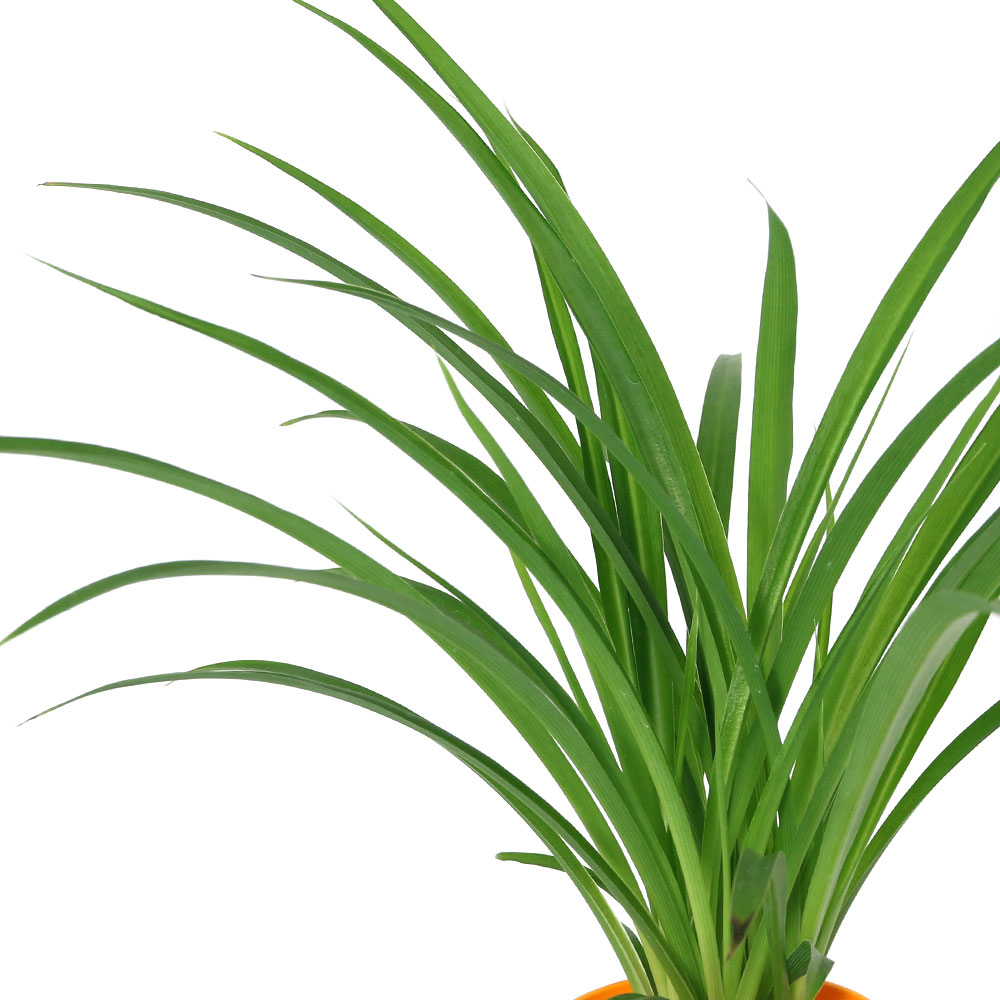 （観葉植物）オリヅルラン 斑無し 4号（1鉢）