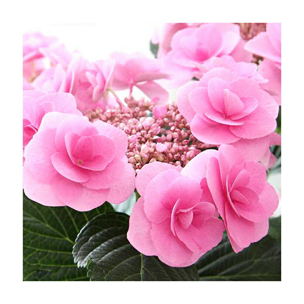 （観葉植物）西洋アジサイ　フェアリーアイ　ピンク　開花〜花終わり　5号（1鉢）