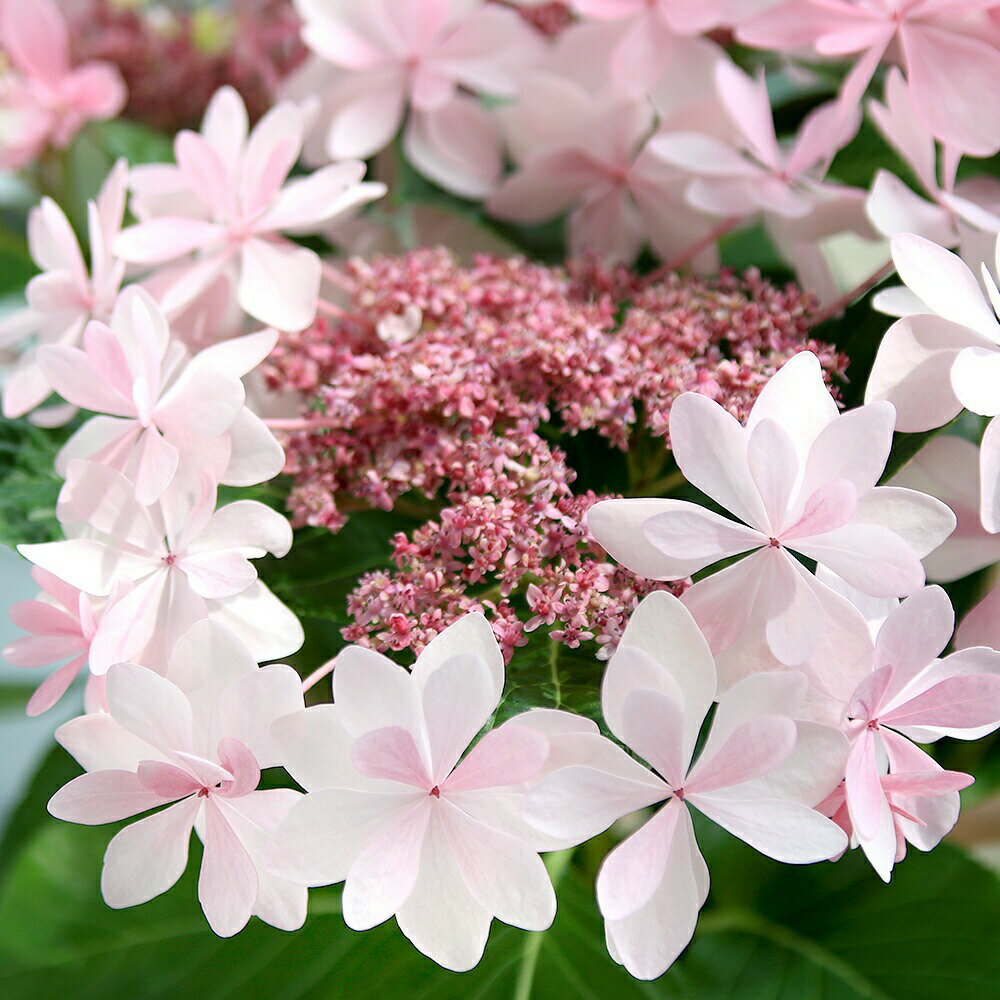 西洋アジサイダンスパーティー5号PVP