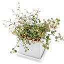 (観葉植物)ワイヤープランツ スポットライト 陶器鉢植え マットホワイト(1鉢) 受皿付 セラミス 鉢植え おしゃれ 室内 プレゼント
