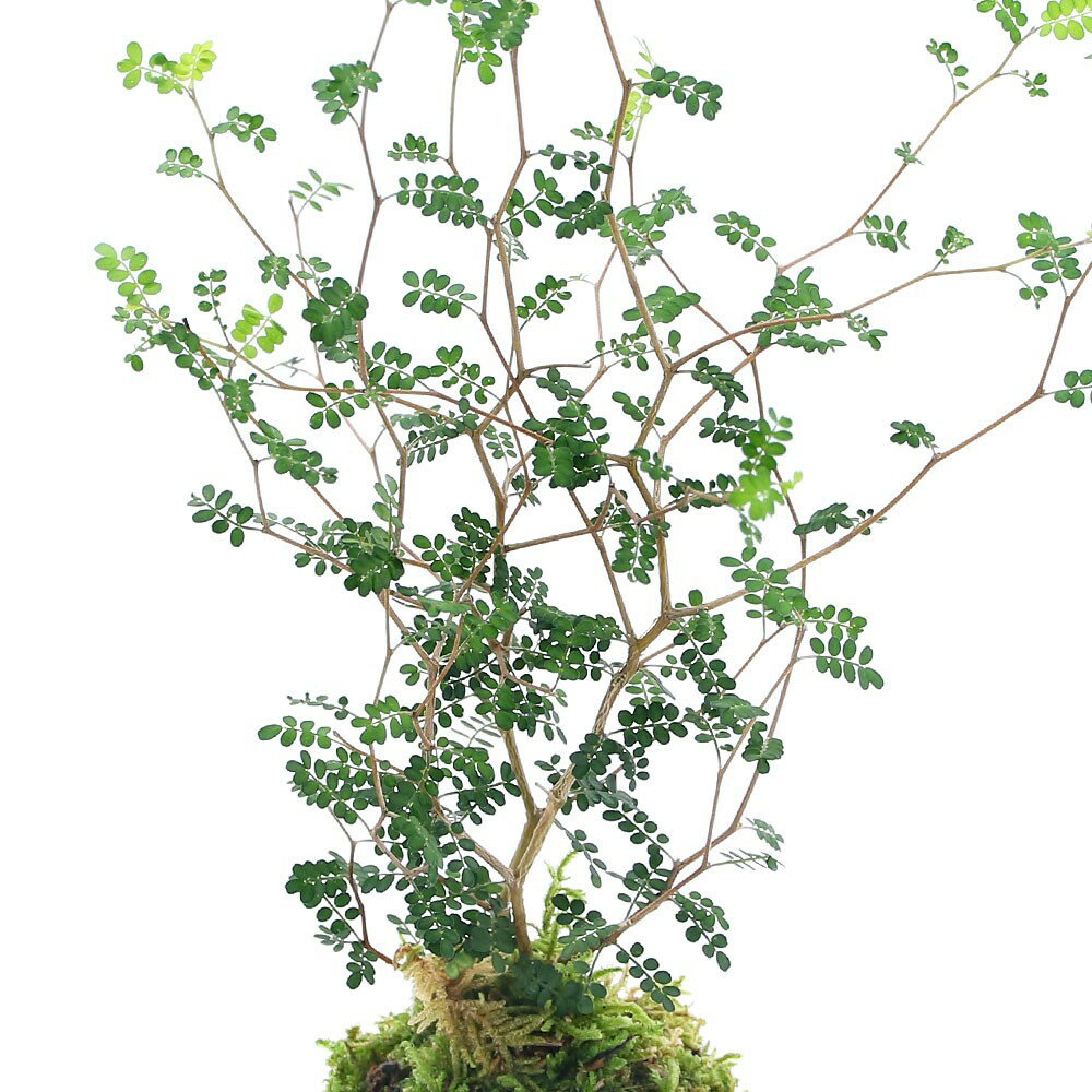 �ʴ��տ�ʪ���ݶ̡����إ���ڡ�1�ġ�