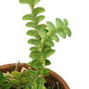 (観葉植物)洋ラン アングレカム ディスティカム 2.5~3号(1鉢)