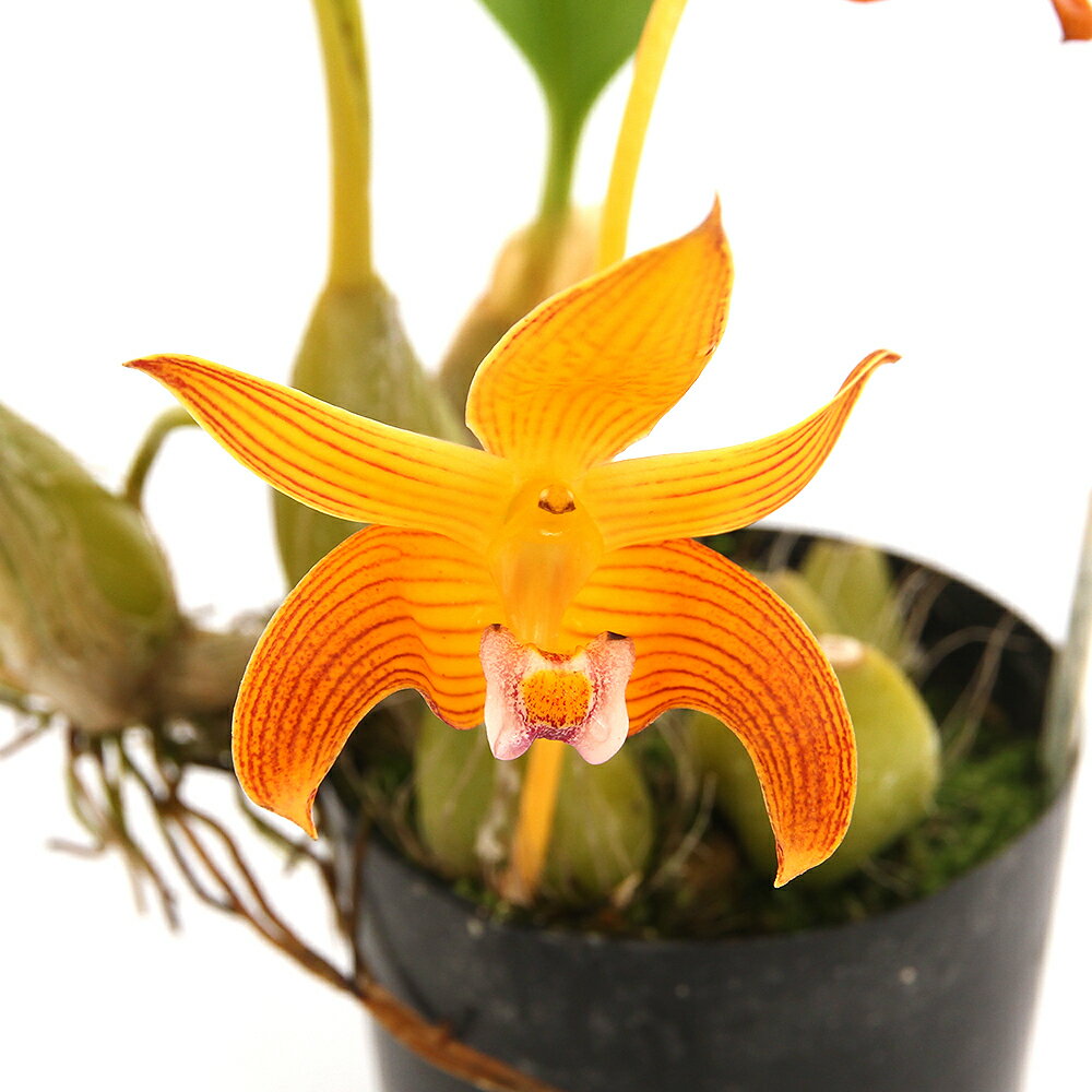 （観葉植物）洋ラン バルボフィラム クラプトネンセ 2．5～3号（1ポット）