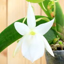 (観葉植物)洋ラン アングレカム レオニス 2.5~3号(1ポット)