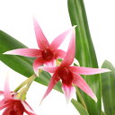 (観葉植物)洋ラン デンドロビウム トリチェリアナム 2.5~3号(1ポット)