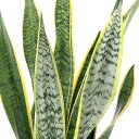 (観葉植物)大型 インテリア サンスベリア 7号(1鉢)
