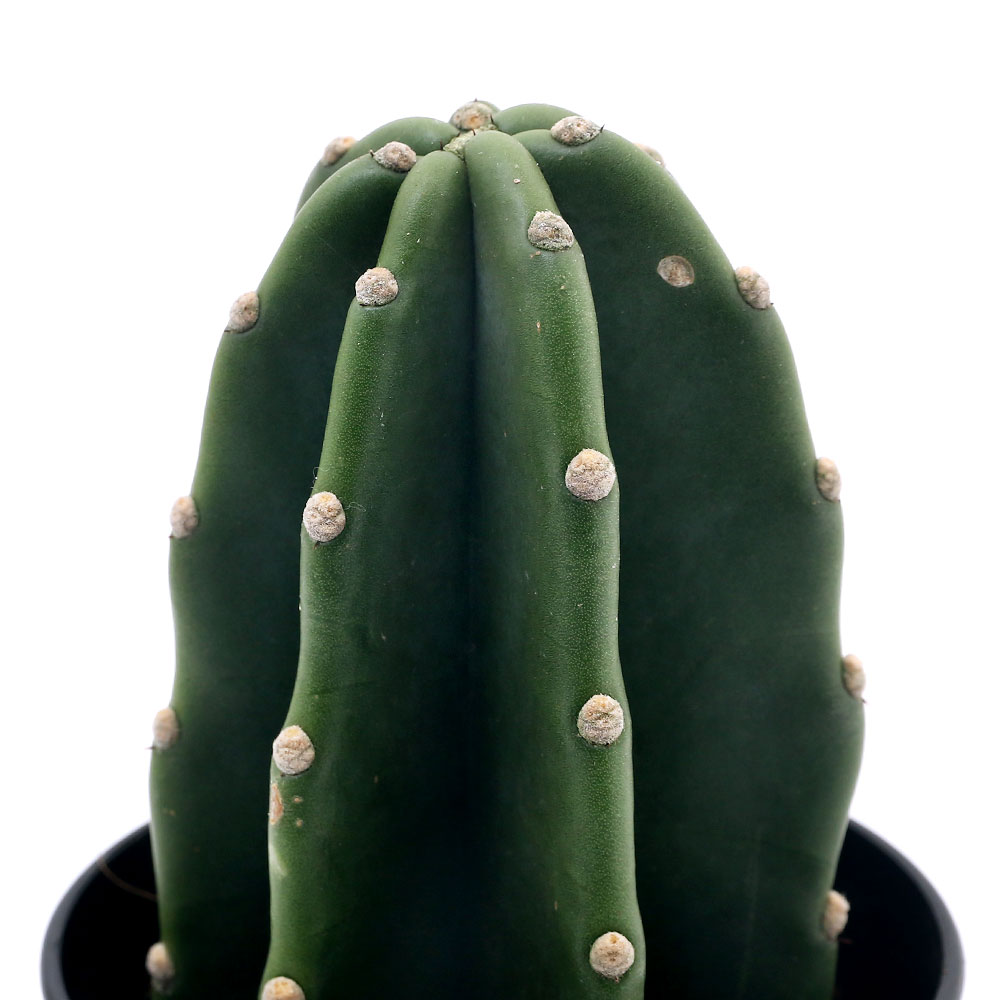 Sansevieria - （観葉植物）柱サボテン　セレウス　キメンカク（鬼面角）　3．5号（1鉢）