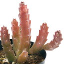 (多肉植物)オルベア バリエガータ 3号(1鉢)