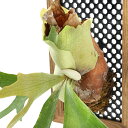 (観葉植物)コウモリラン ビカクシダ ハンギングボード仕立て 大(1個)