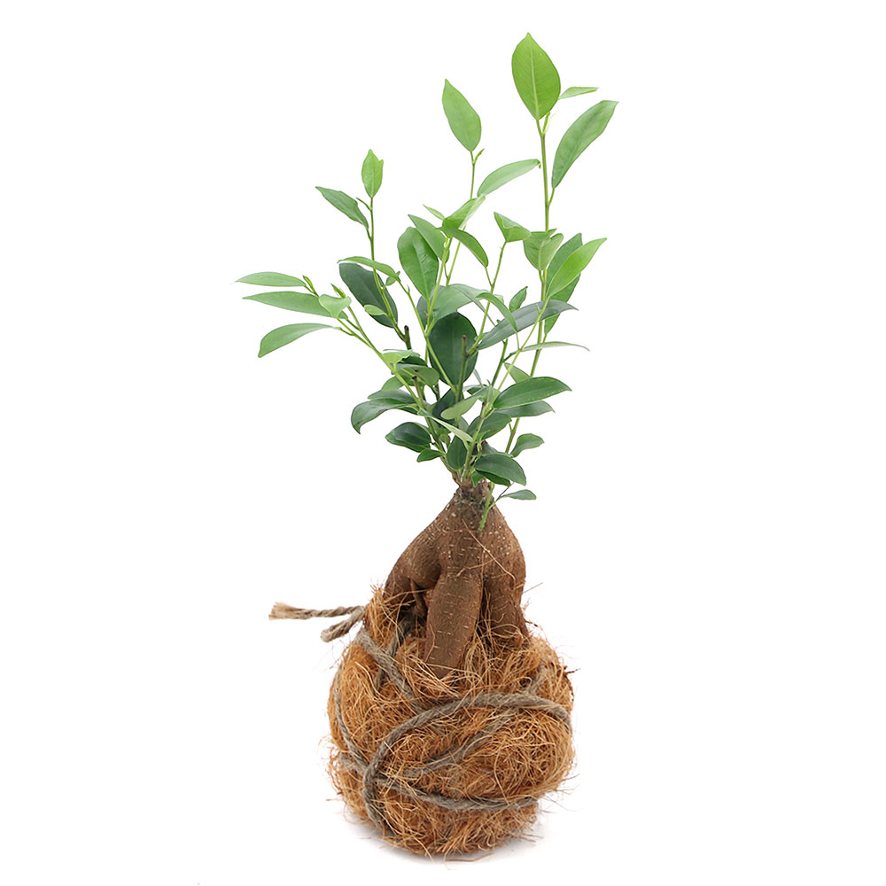 �ʴ��տ�ʪ�˾�����������ƥꥢ���ݶ̡�������ޥ롡Ver�������䥷�ե����С���1�ġ�