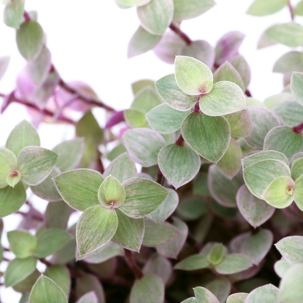 （観葉植物）カリシア　ロザート　3．5～4号（1鉢）のサムネイル