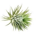 (観葉植物)エアープランツ チランジア イオナンタ ルブラ Lサイズ(1株)