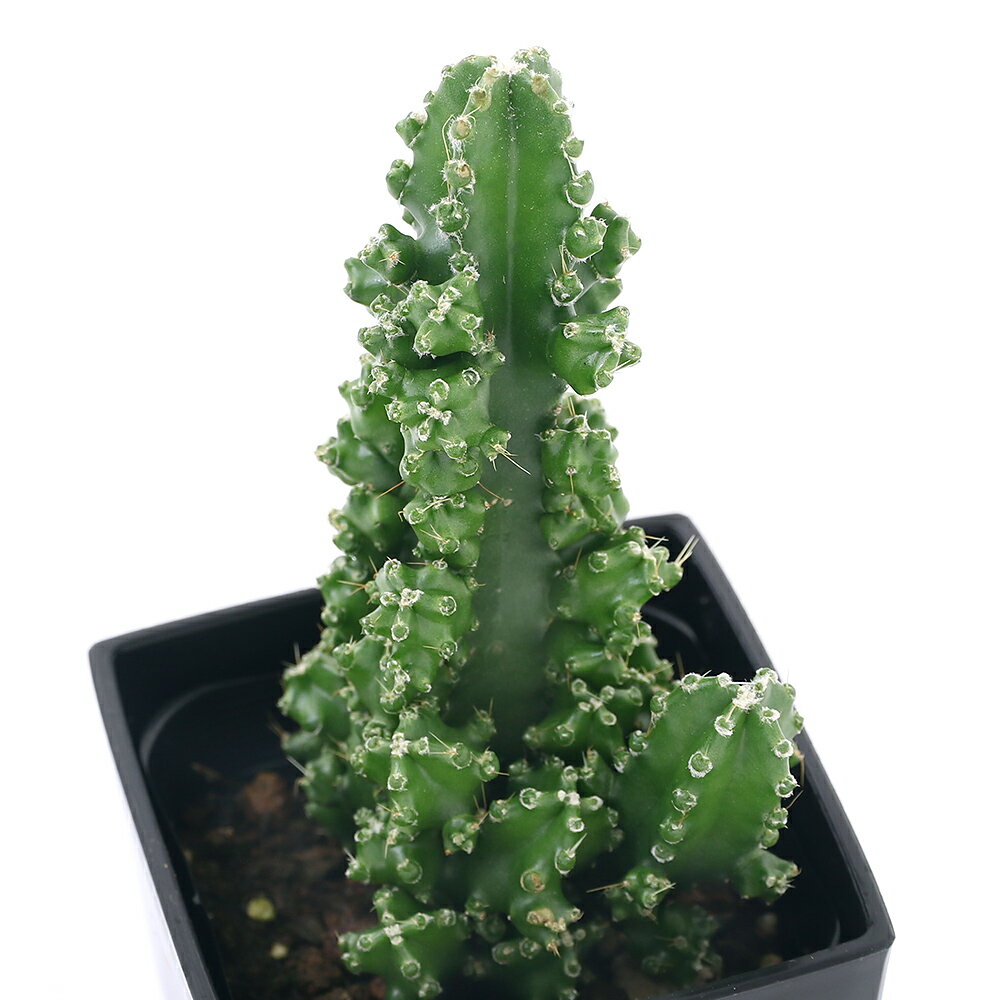 （多肉植物）セレウス パオリーナ 3号（1鉢）