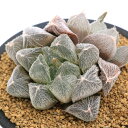 (多肉植物)ハオルチア ベヌスタ 3号(1鉢)
