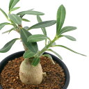 (観葉植物)パキポディウム サキュレンタム 2.5号(1鉢) コーデックス