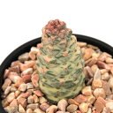 (多肉植物)モナデニウム リチェイ 斑入り 3.5号(1鉢)