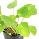 (観葉植物)ピレア ペペロミオイデス 3号(1ポット)