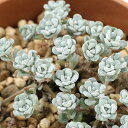 (多肉植物)セダム 白雪ミセバヤ 3号(1鉢)