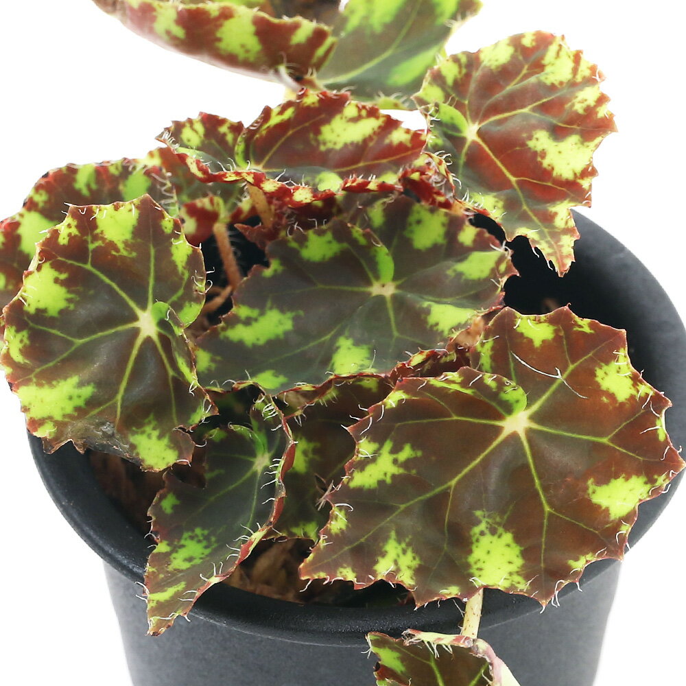 （観葉植物）ベゴニア タイガー 3号（1鉢）