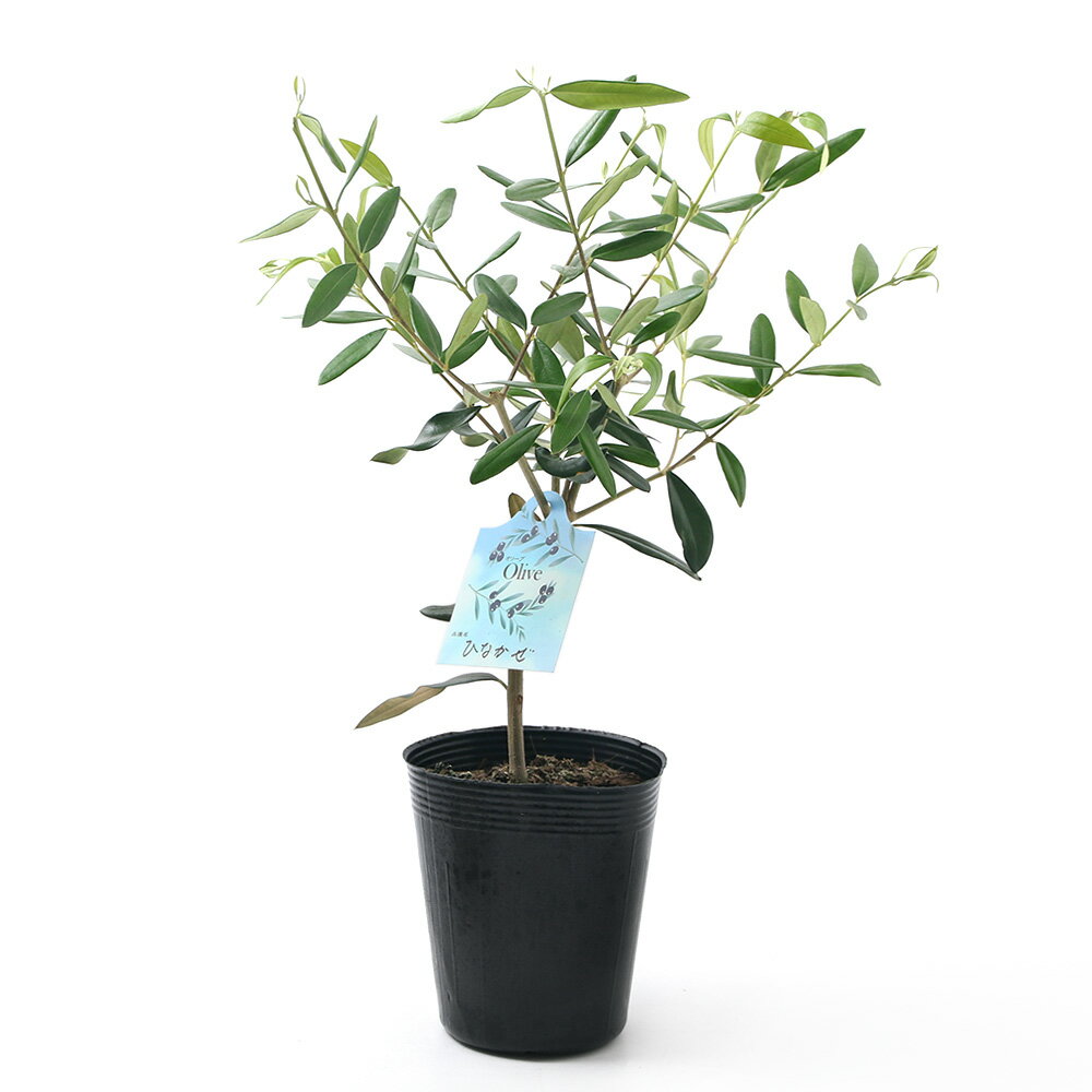 （観葉植物）果樹苗　オリーブの木　ひなかぜ　3〜3．5号（1ポット）　家庭菜園