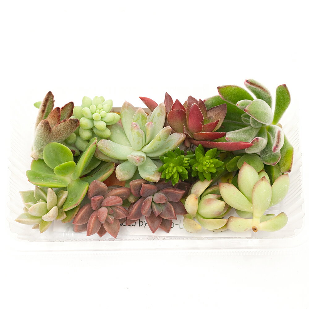 （観葉植物）おまかせプチ多肉 カット苗 10苗入り（2パック）