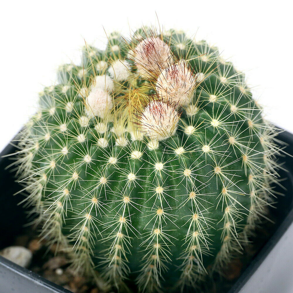 （多肉植物）サボテン パロディア 金小町（キンコマチ） 3号（1鉢）