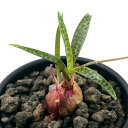 (多肉植物)レデボウリア sp. レニス 2.5号(1鉢)