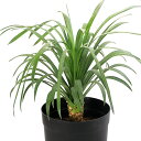 (観葉植物)ユッカ デスメティアーナ 6号(1鉢)