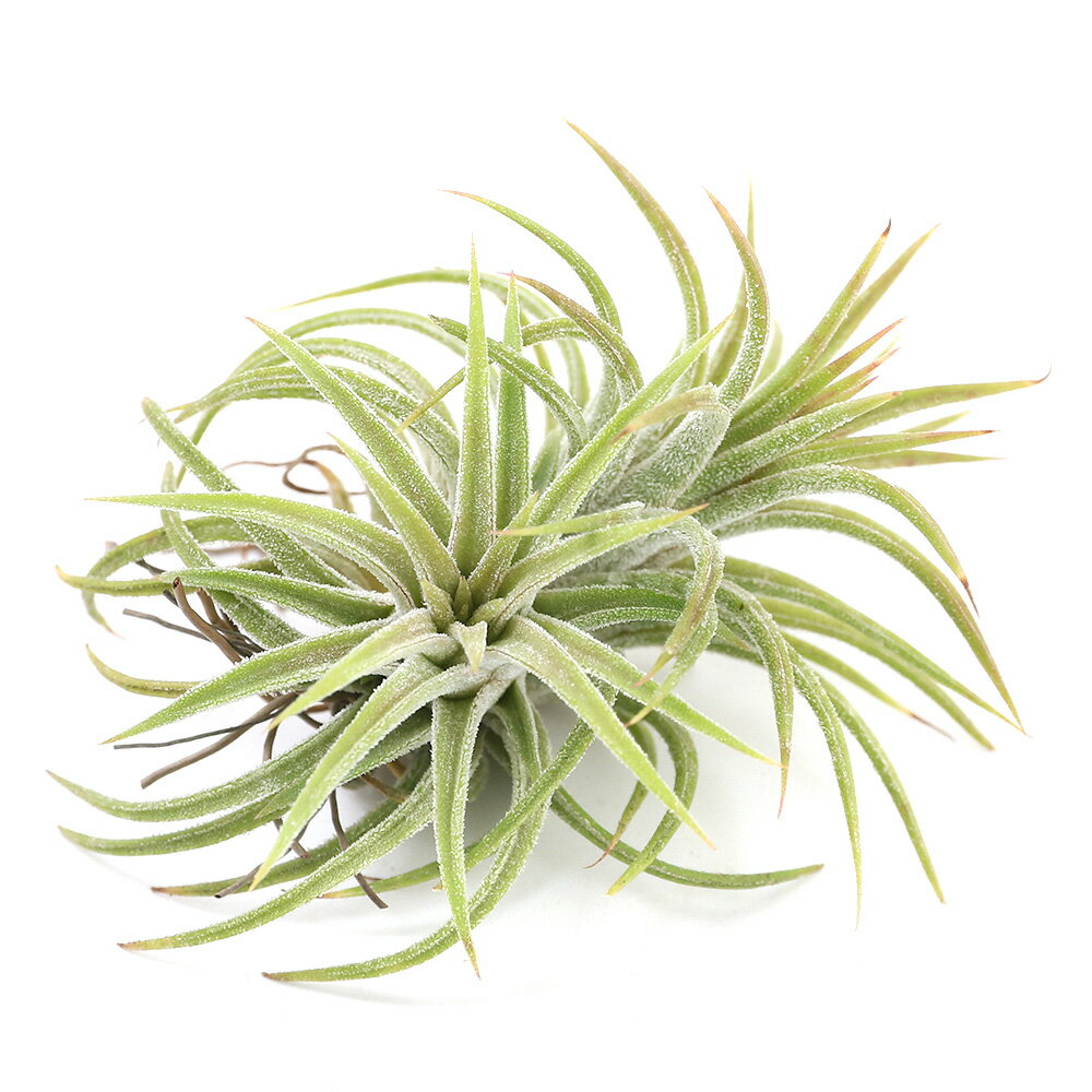 （観葉植物）エアープランツ チランジア イオナンタ ハムエムラ（1株）