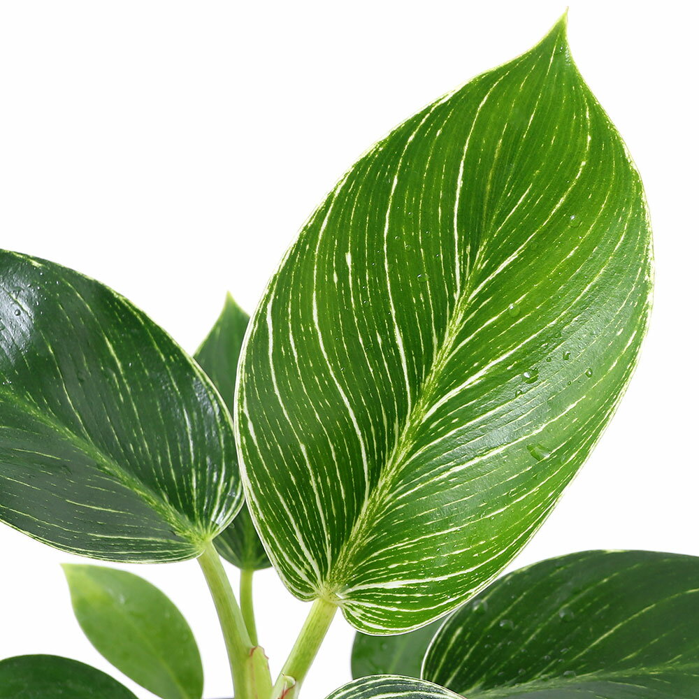 （観葉植物）ハイドロ苗9φ・Lサイズ フィロデンドロン バーキン（1ポット）