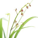 (山野草)ケイビラン 屋久島ケイビラン 3号(1鉢)(休眠状態)