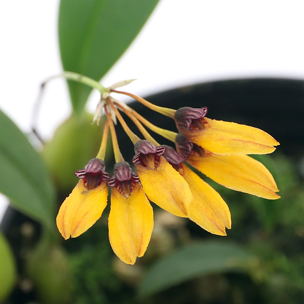 （観葉植物）洋ラン バルボフィラム リツシウスカラム 2～3号（1ポット）