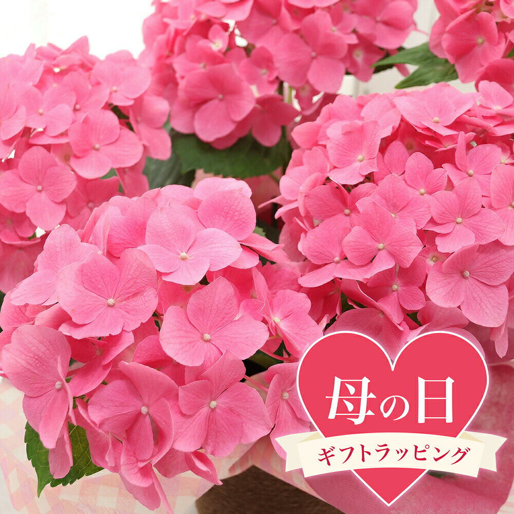 送料無料●母の日ギフト●西洋アジサ...