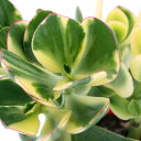 (多肉植物)クラッスラ 花月 斑入り 3.5~4号(1鉢)
