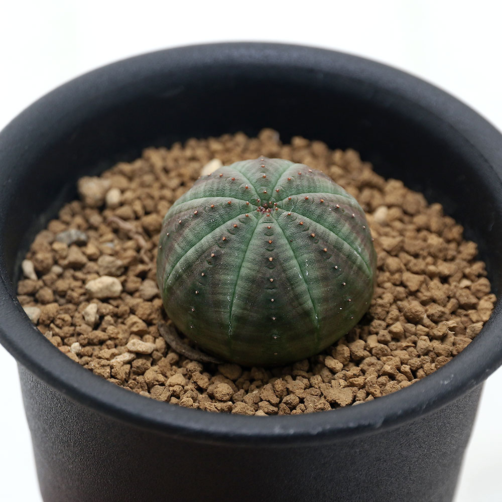 ユーフォルビアオベサ2．5〜3号