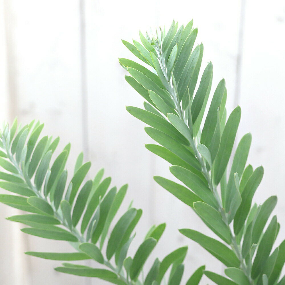 （観葉植物）アカシア　ブルーブッシュ　6〜7号（1鉢）