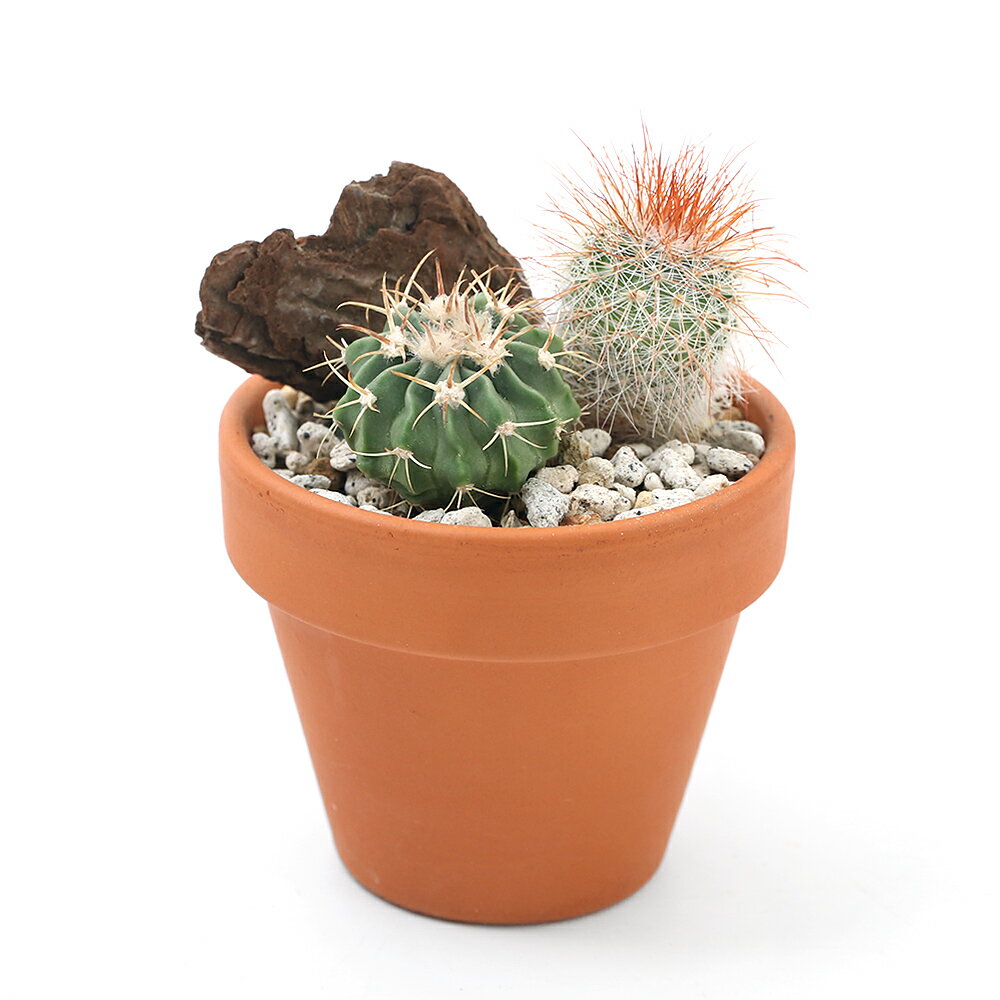 （観葉植物）テラコッタプランツ おまかせサボテン2種ミックス 6cm素焼鉢植え（1鉢）軽石砂・バーク 鉢植え おしゃれ 室内 プレゼント