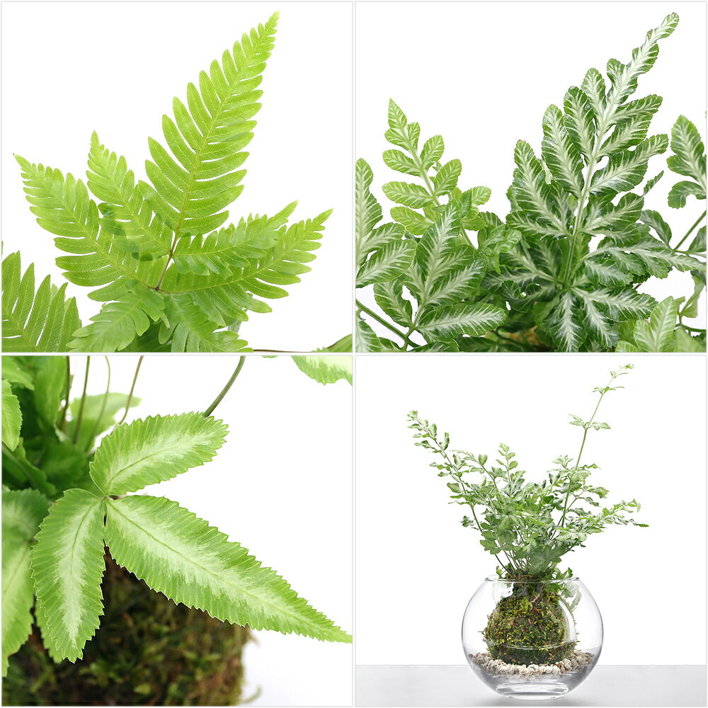 �ʴ��տ�ʪ���ݶ̡��ץƥꥹ���ʼ浪�ޤ������Х֥�ܡ����դ���1���åȡ�