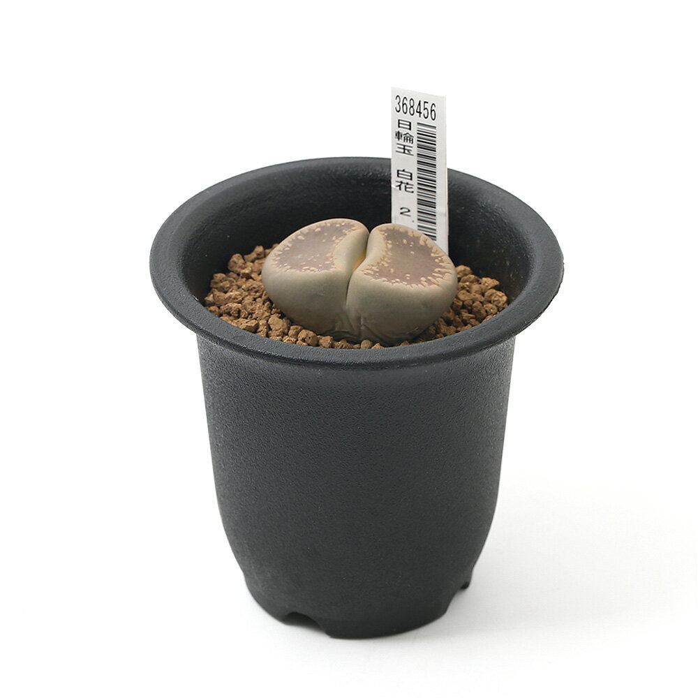 （多肉植物）品種系リトープス　日輪玉　白花　1株植え　2．5号（1鉢）