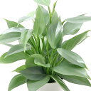 (観葉植物)フィロデンドロン シルバーメタル 3~3.5号(1ポット)