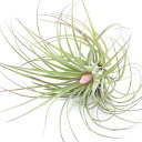 (観葉植物)エアープランツ チランジア ストリクタ(1株)