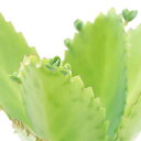 (多肉植物)カランコエ 子宝弁慶草 1株植え 3号(1鉢)
