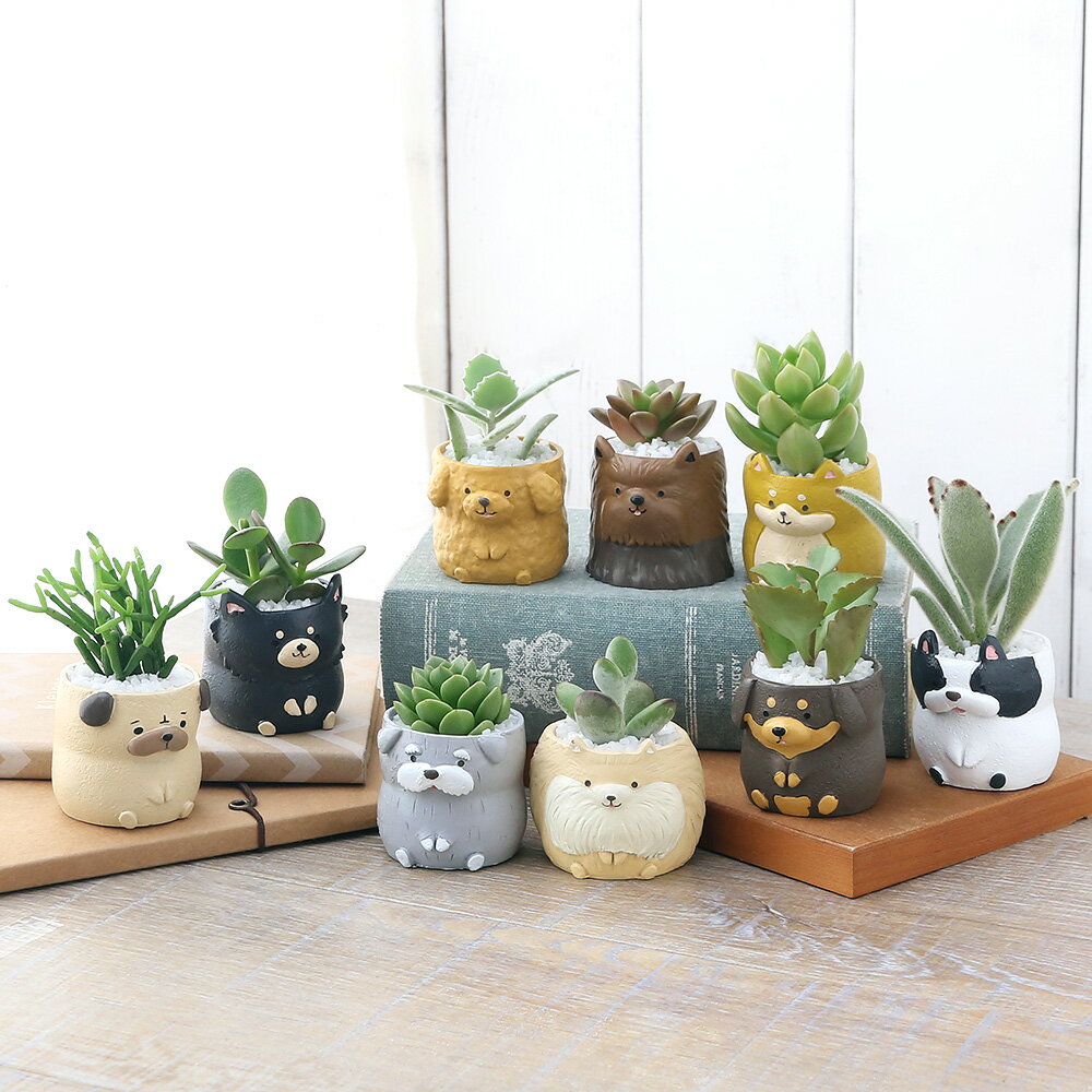 Other Succulents - （多肉植物）おまかせプチ多肉　リトルドッグ　鉢おまかせ（1鉢）固まる砂