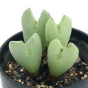 (多肉植物)コノフィツム 日傘 2号(1鉢)