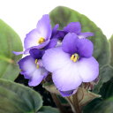 (観葉植物)セントポーリア ボニータブルー オプチマラ種 3.5号(1鉢)