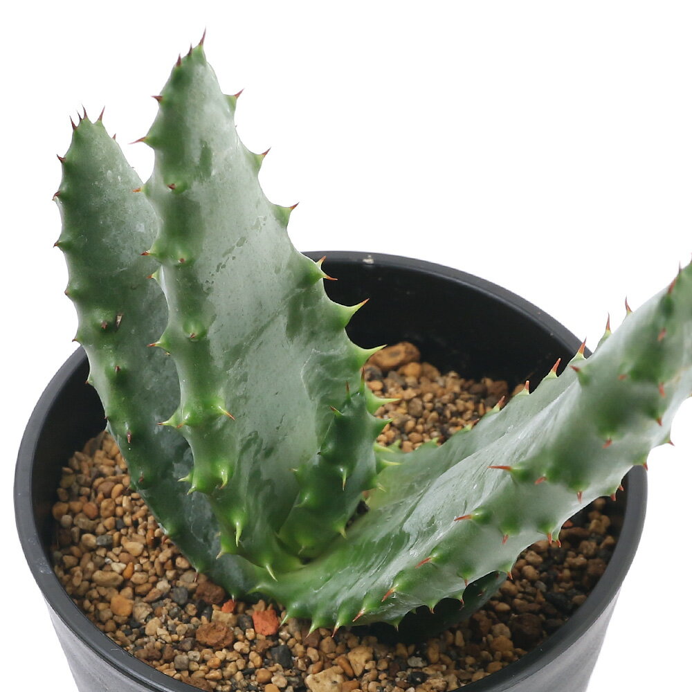 アロエマルロシー3．5〜4号